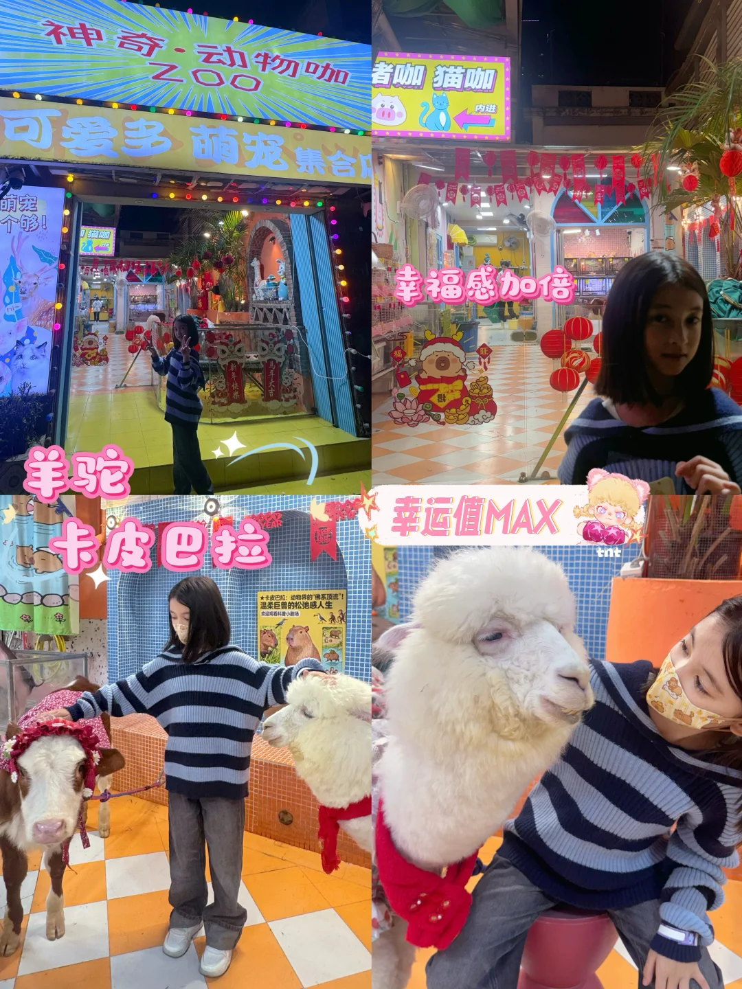 带娃去找卡皮巴拉玩耍！🫰