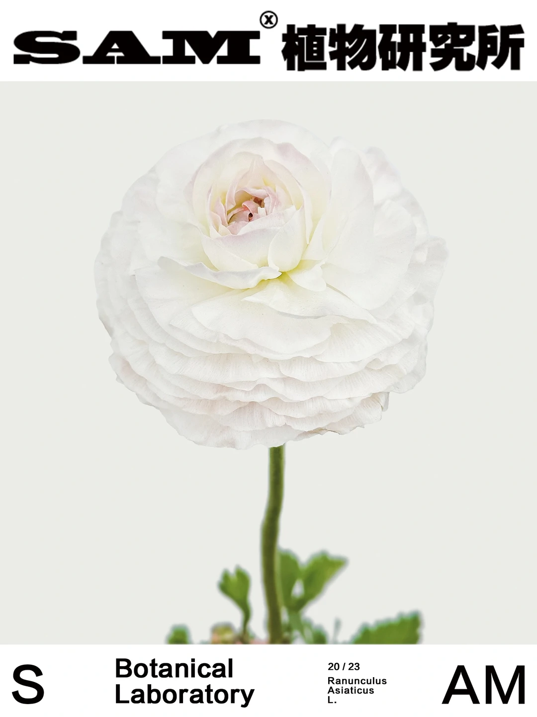 河内洋牡丹｜Ranunculus Asiaticus L.