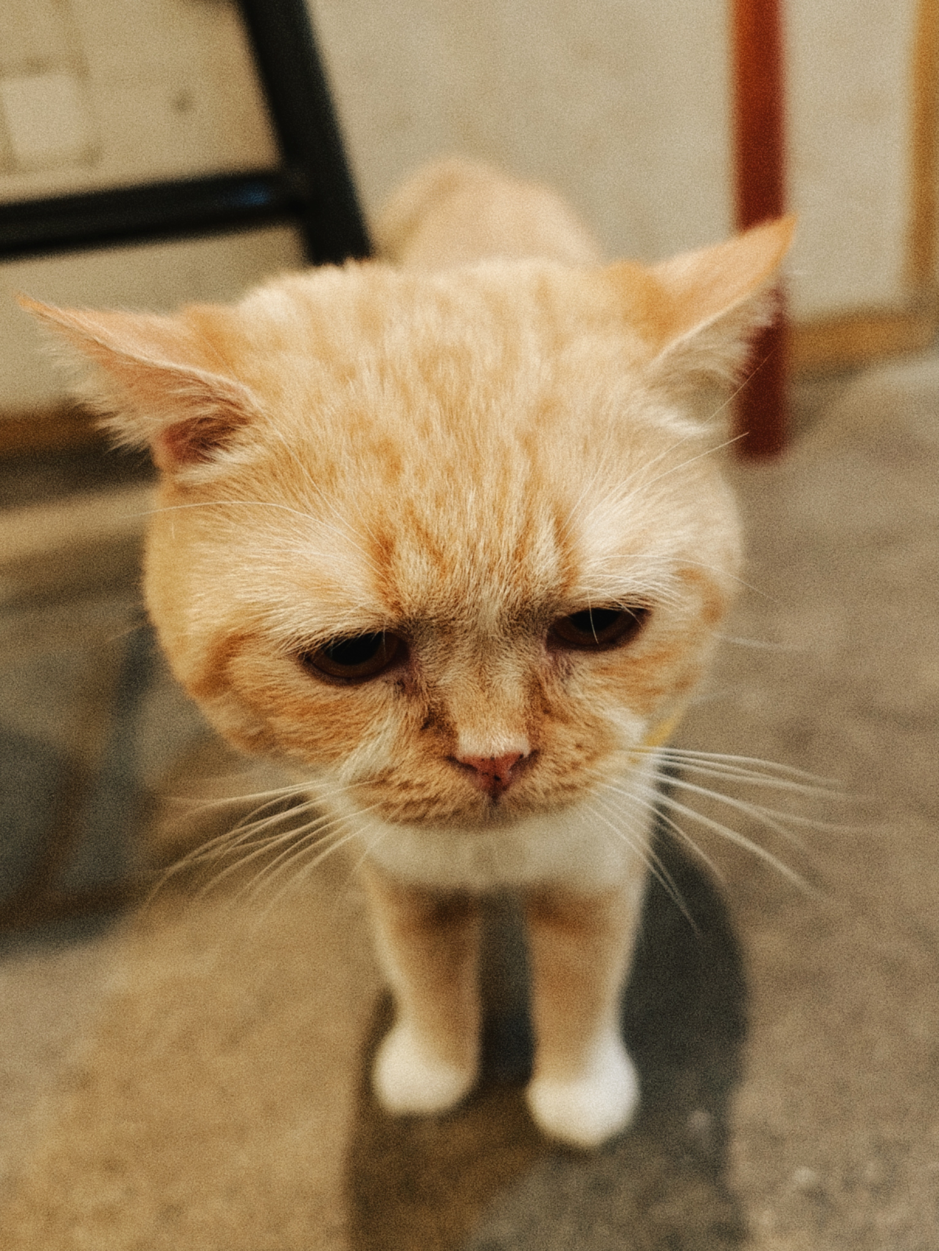 桐梓林.面试官咖啡馆CHOCoffee
这只小猫一直都在，很粘人那种🐱
📷：#OPPO[超话]##oppo find x9 ultra##oppo超影像##咖啡#  ​