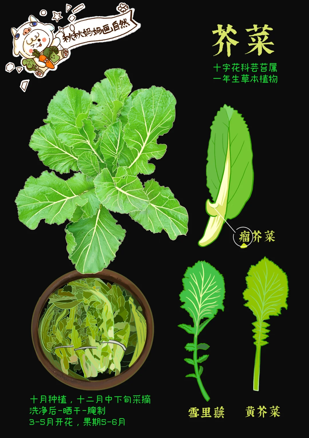 画给孩子的自然科普｜江浙爱腌制的菜