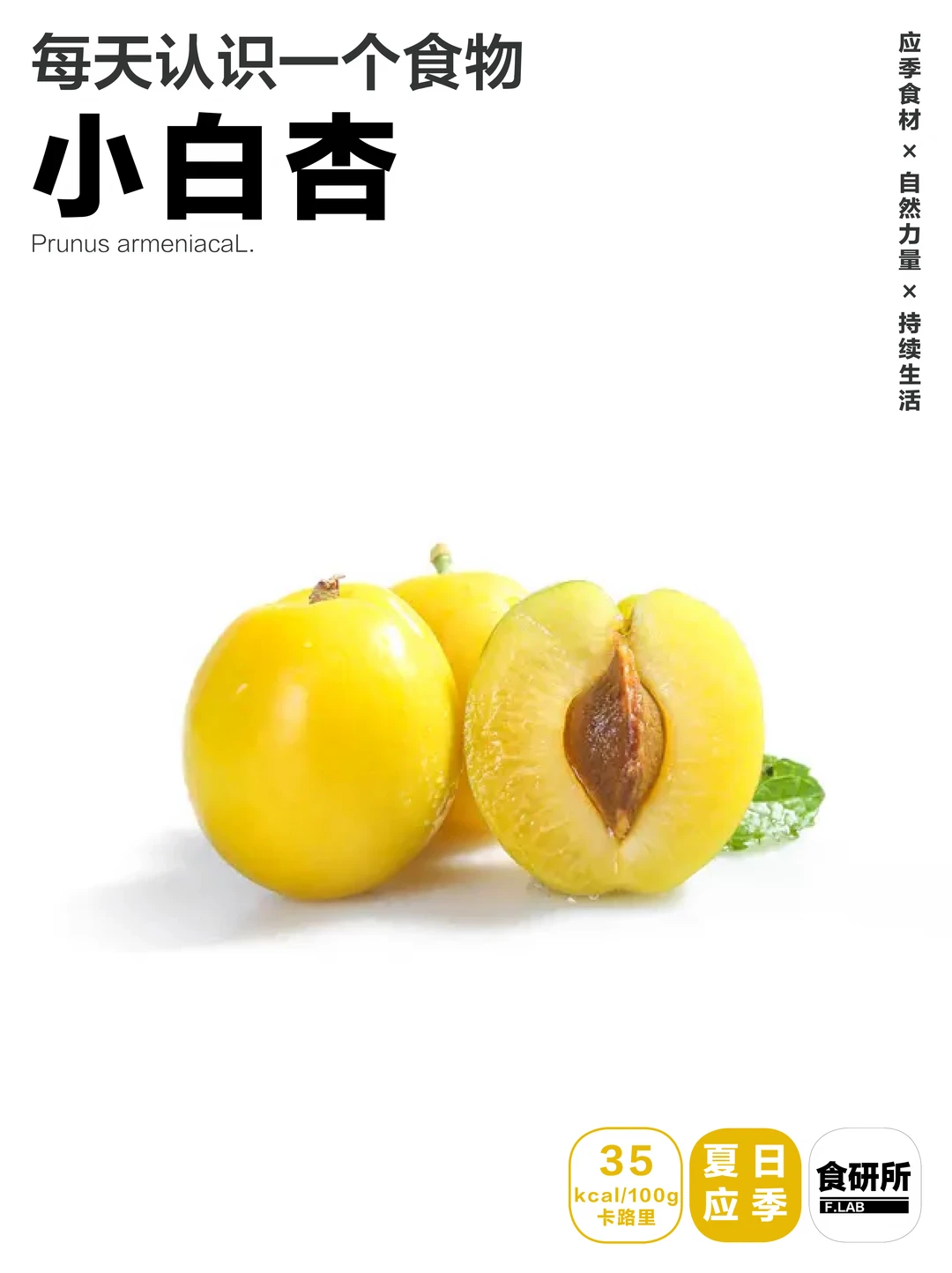 🍯新疆小白杏|物种的天花板