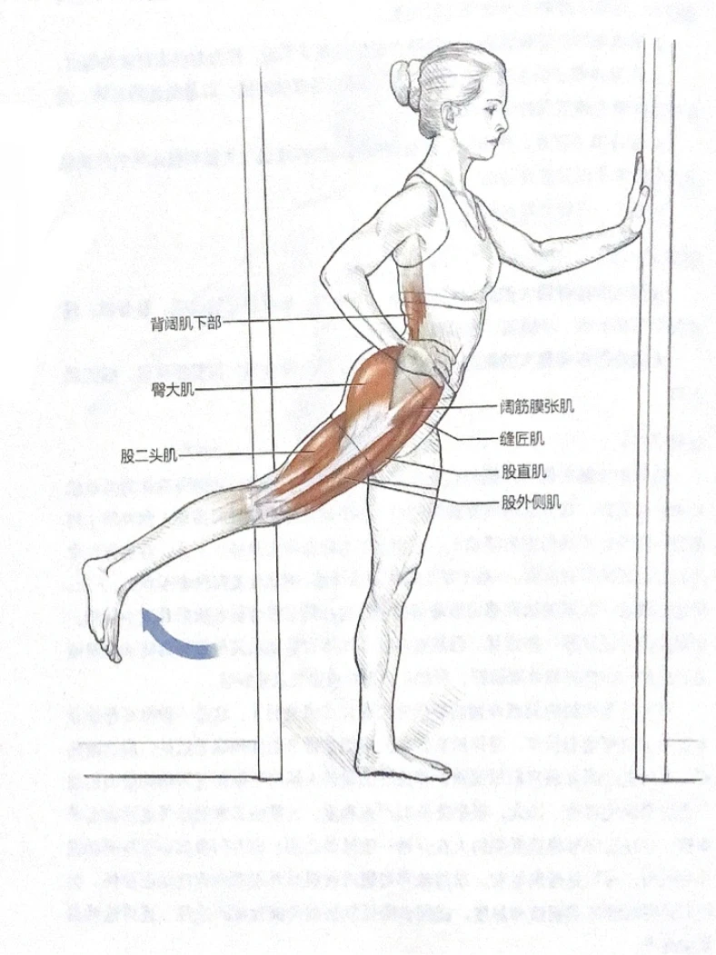 想要翘臀美腿🦵有效的动态拉伸