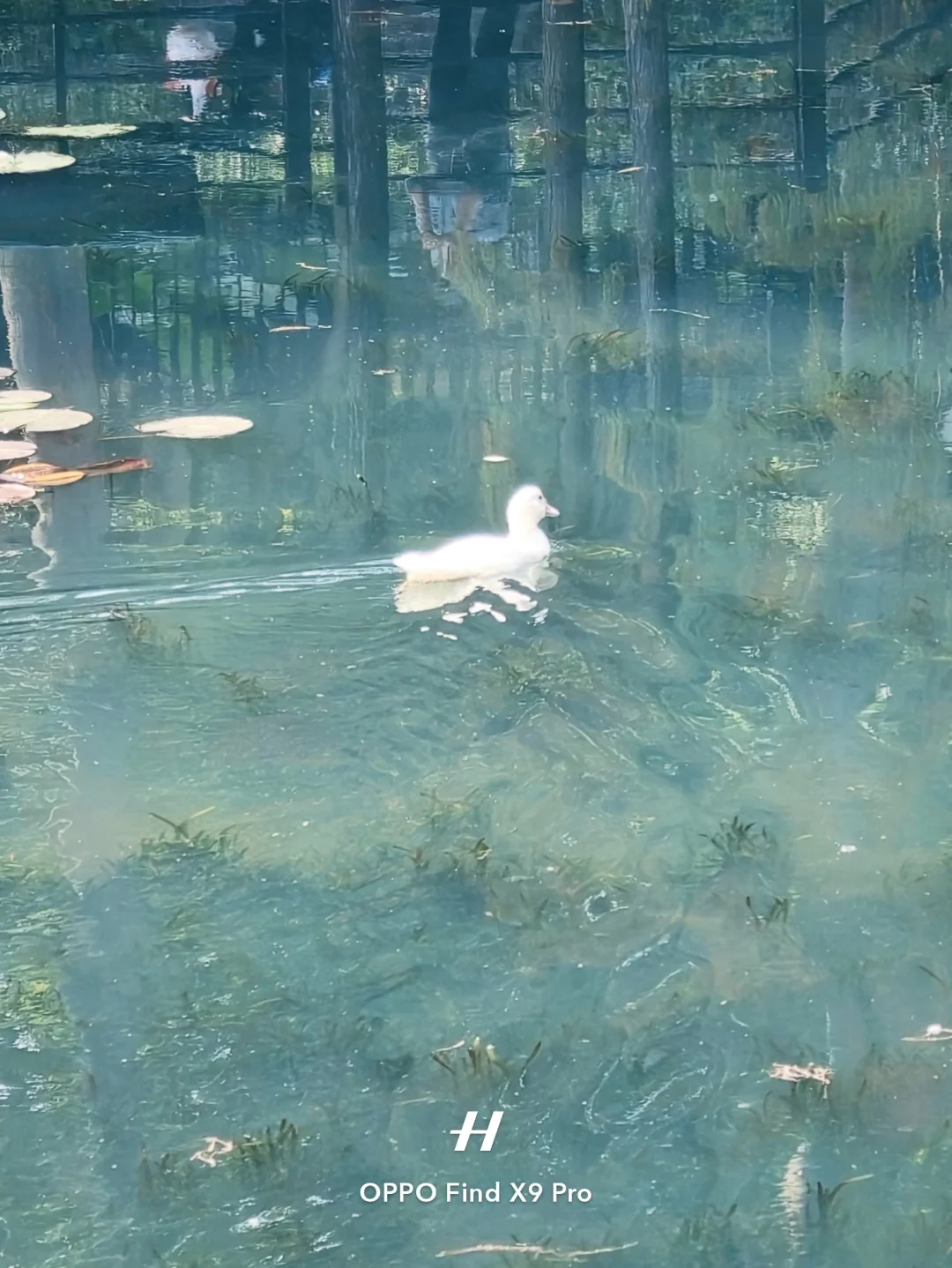 终于知道这种复古绿氛围感滤镜怎么调了‼