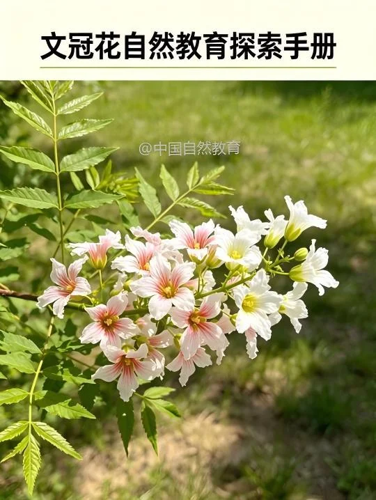 自然研学✨遇见会变色的「中国独有」文冠花