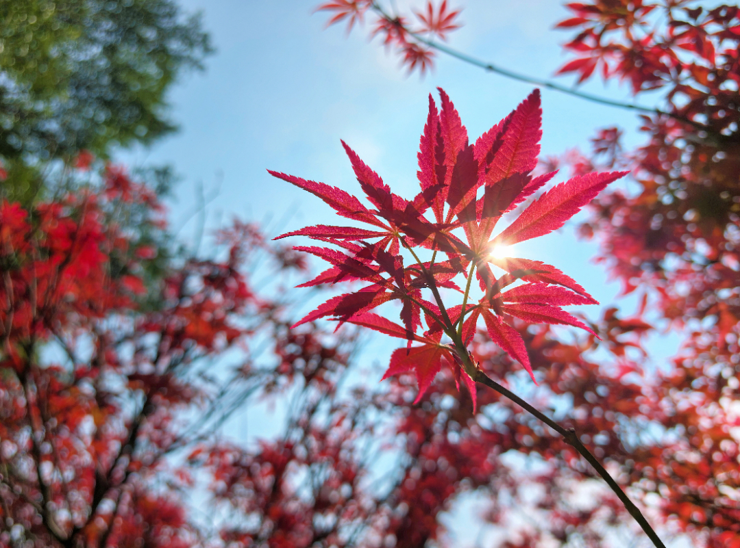 🍁广州初秋限定浪漫来啦！帽峰山红枫已经变红✨
#第一批能连休13天的人出现了##上5休1上5休3上3休7上3休1#
 
不用远赴省外，在广州近郊帽峰山天湖红枫园，3000余株红枫连片染透山林，湾区第一抹秋色上线，红叶季观赏期持续至10月中旬。
 
漫山红枫与青山相映，氛围感十足，非常出片📸
💡拍照小建 ​