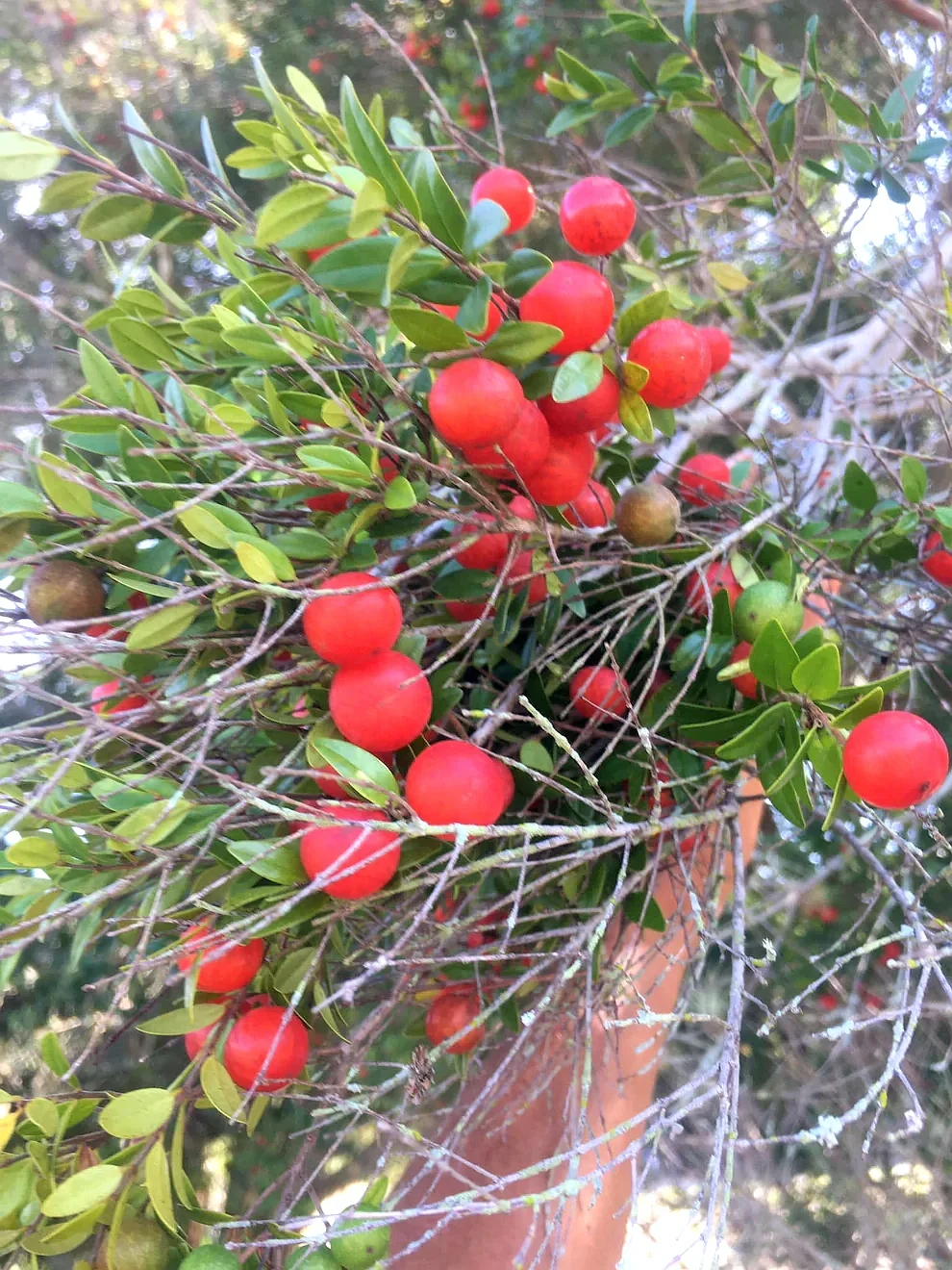 稀有浆果Myrciaria aff. tenella "Vermelho