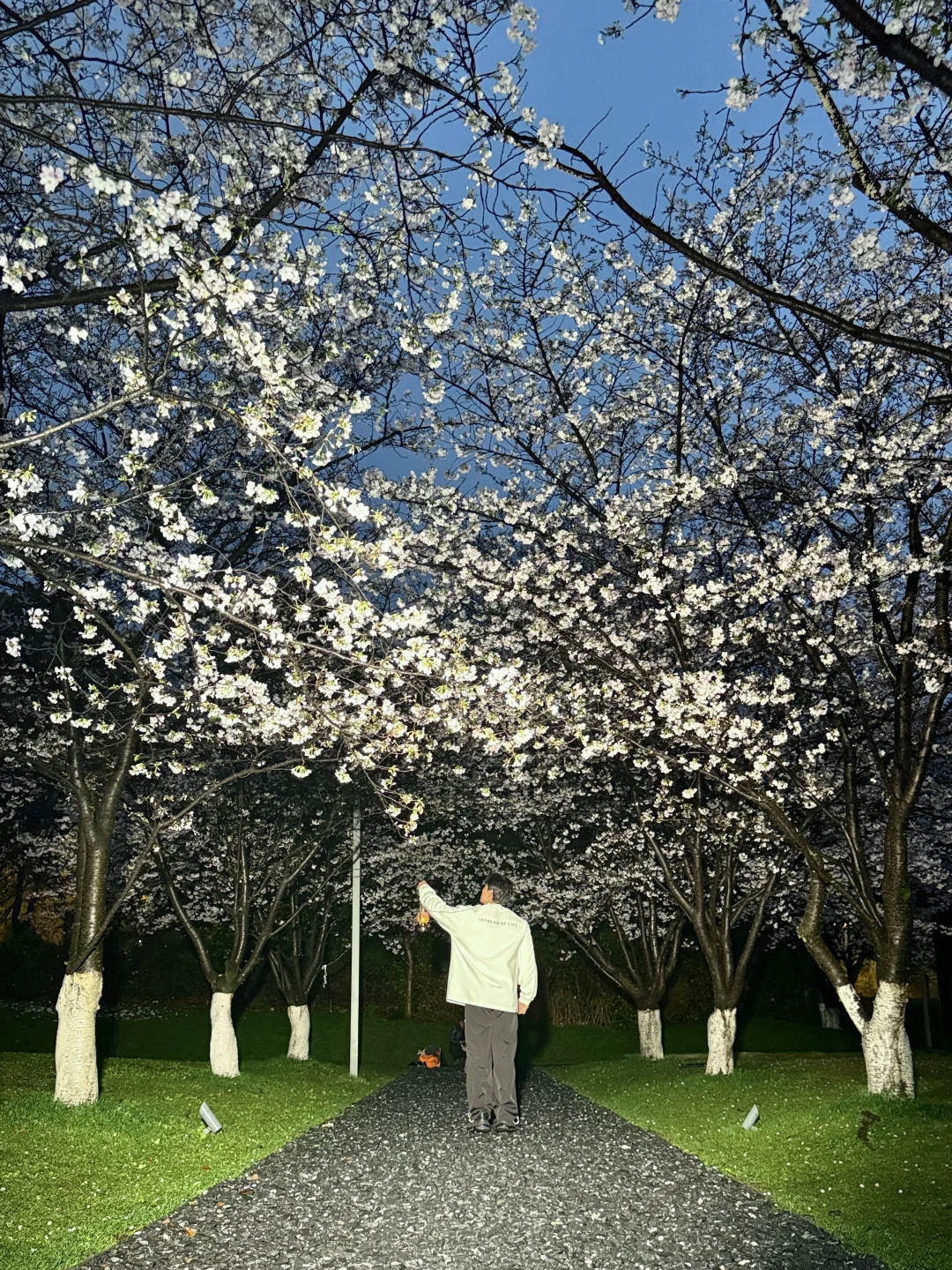 3.27实拍！大屋顶的樱花美哭了！！