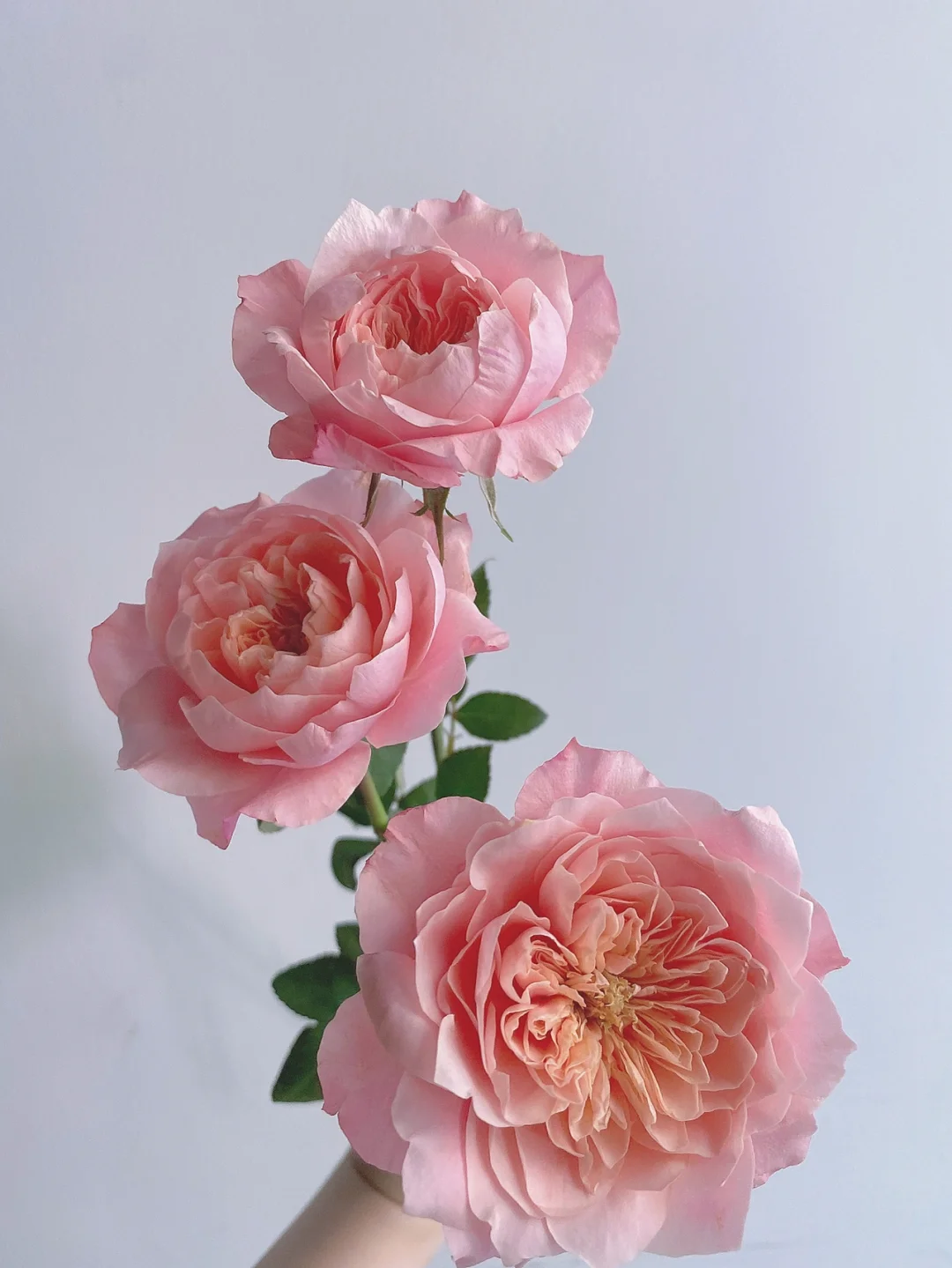 带你每天认识一种花材126 ｜ Mikoto美琴玫瑰