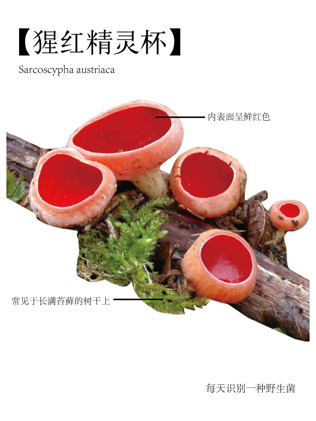 猩红精灵杯，藏在森林中的小精灵