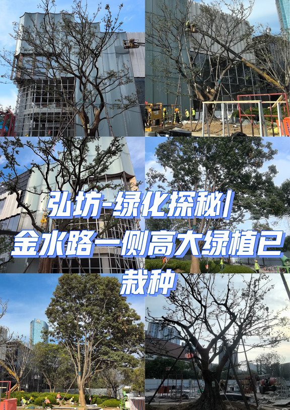 弘坊-绿化探秘︳金水路一侧高大绿植已栽种