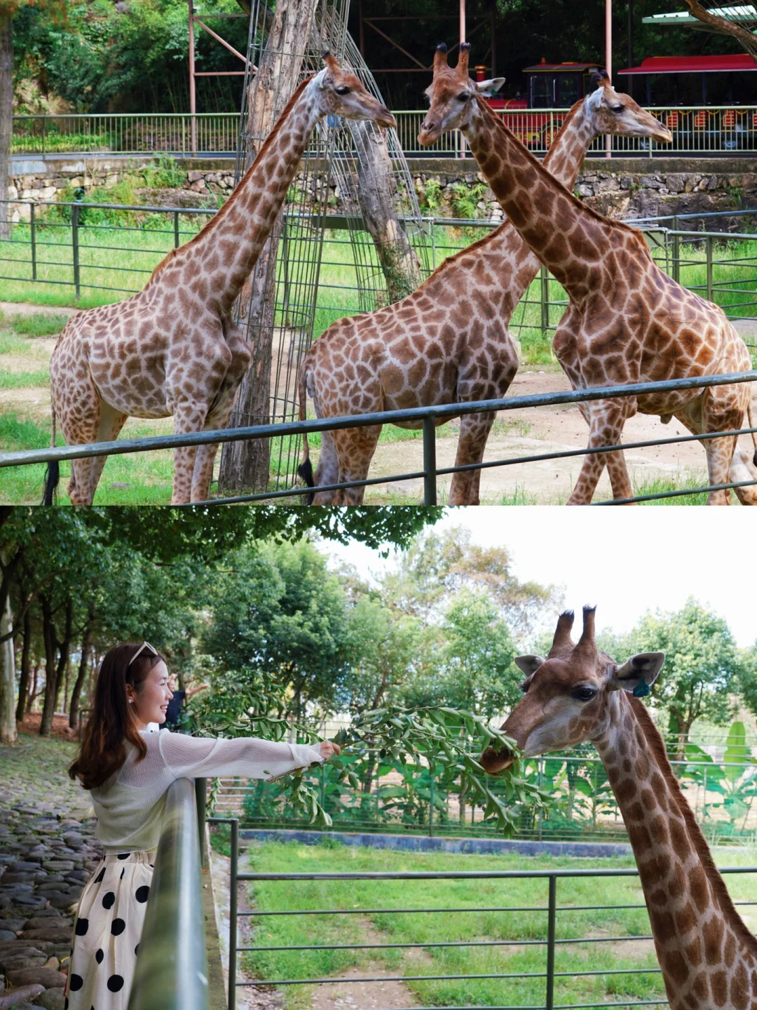 后悔才来😭，我愿称之为长隆平替！