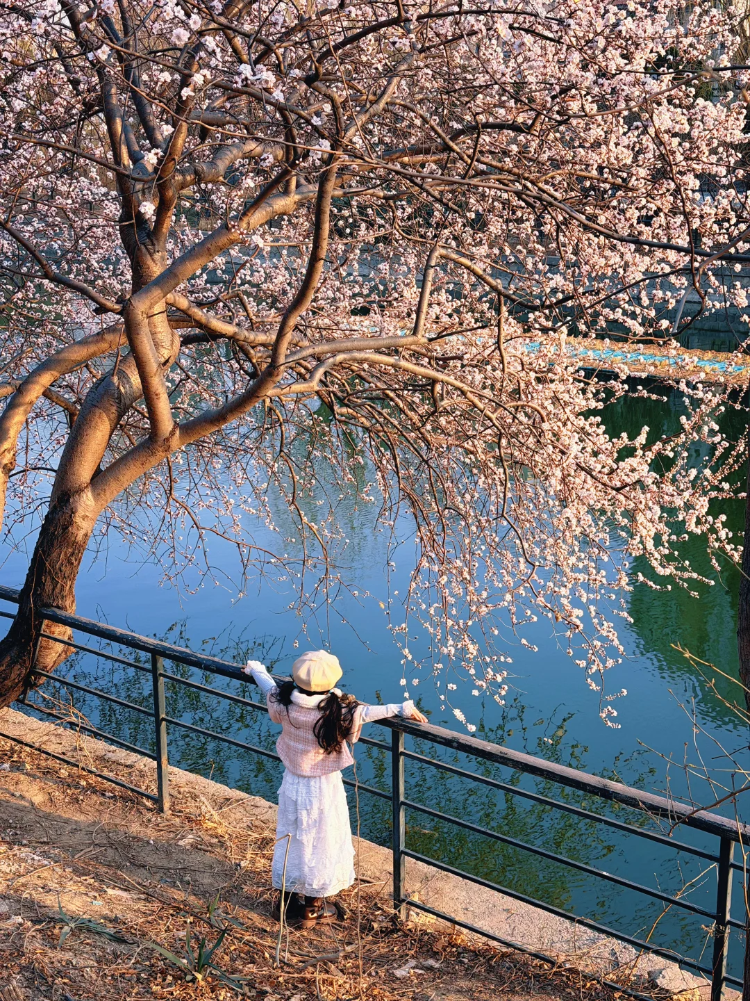 天津的春天悄悄的来了！！！