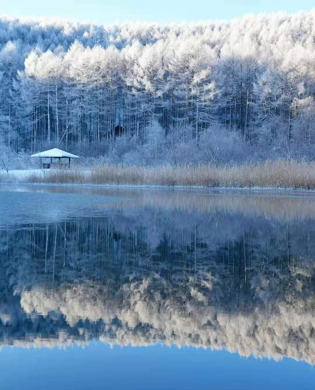 日本长野县|美炸天——千树万树雪花儿开！