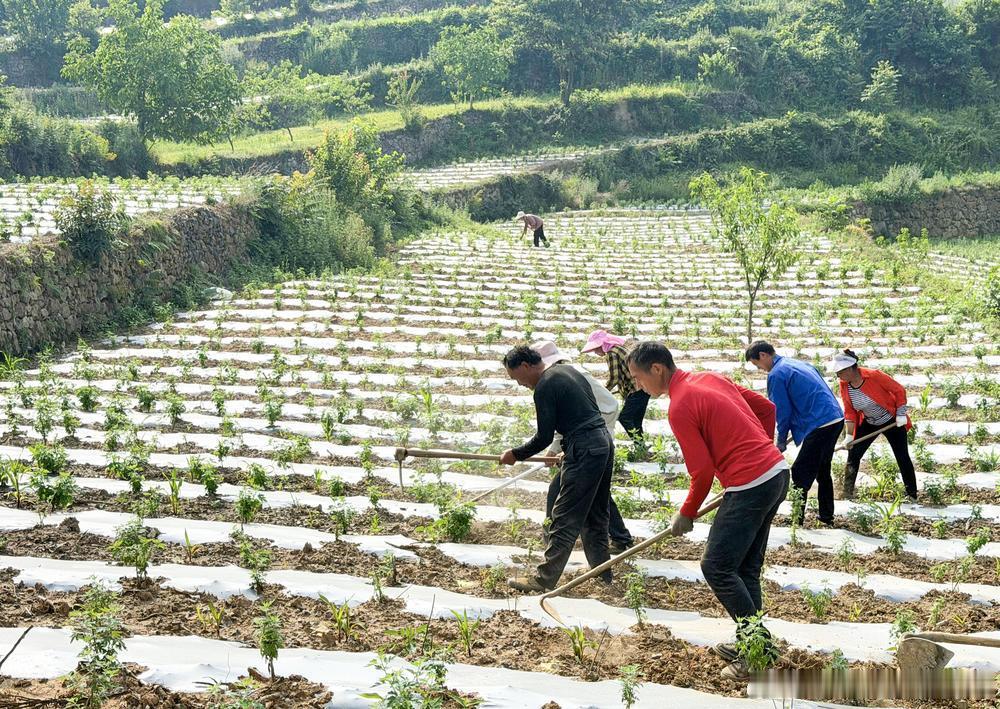 【野菊花田间管护忙】眼下，朝天区麻柳乡500余亩野菊花长势正旺。6月5...