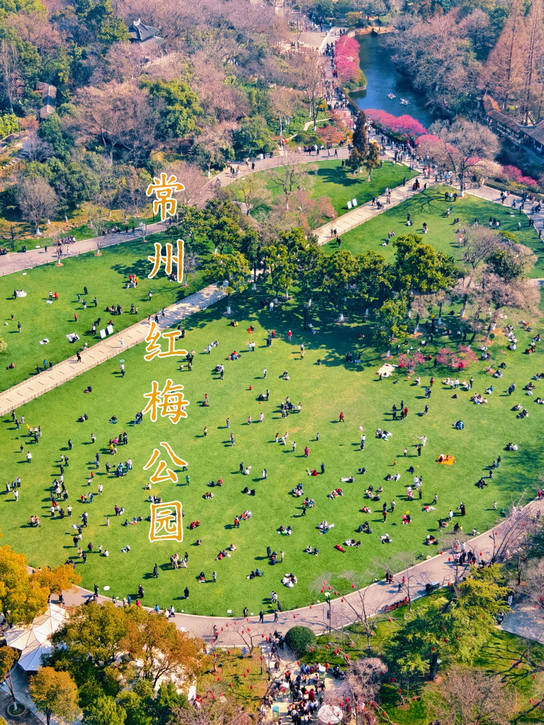 红梅公园|红梅盛开，登顶天宁宝塔的视角