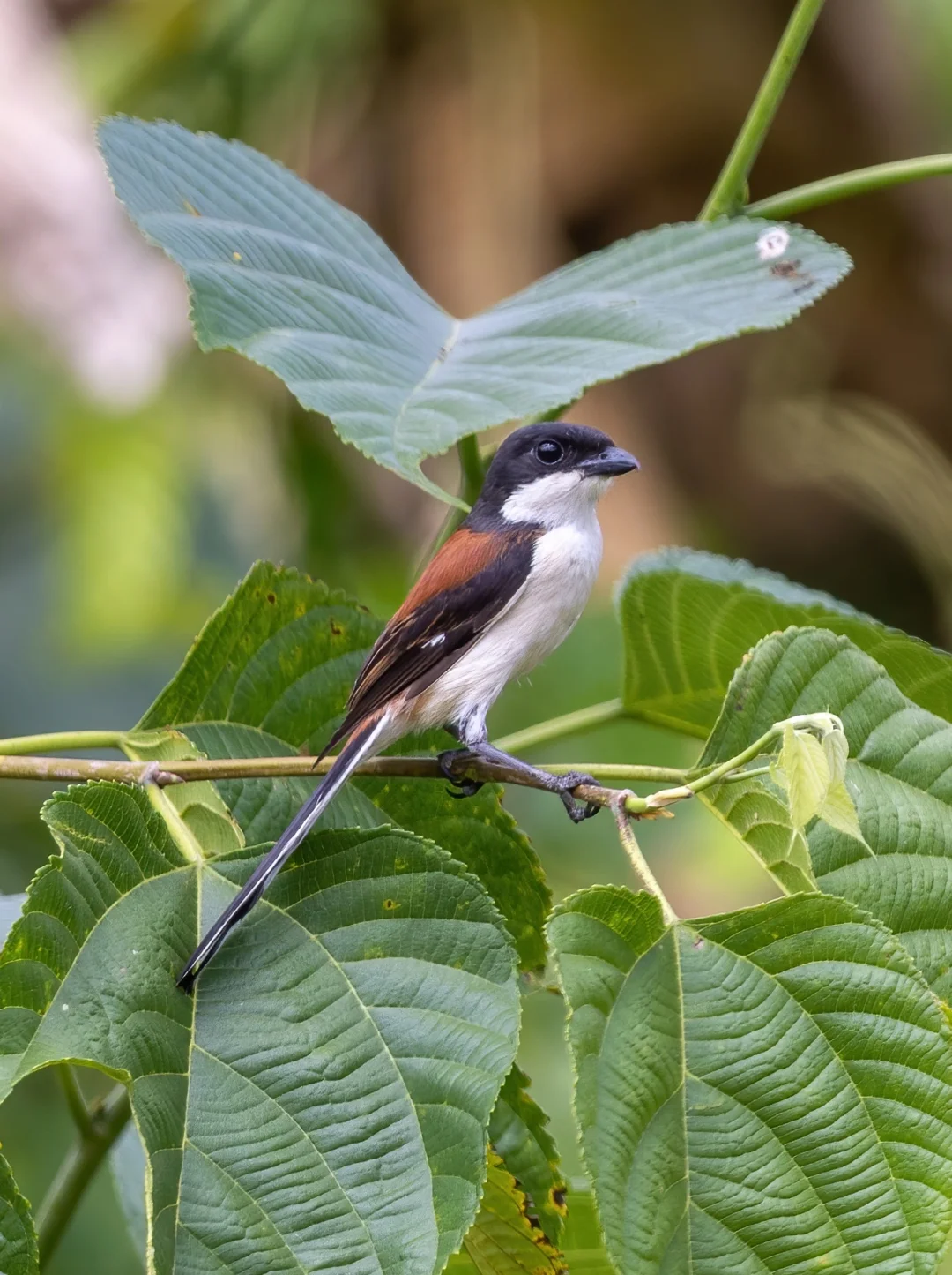 栗背伯劳来看看有什么好吃的