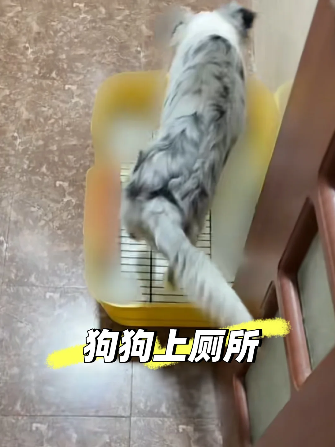 给宠物取个怪名be like