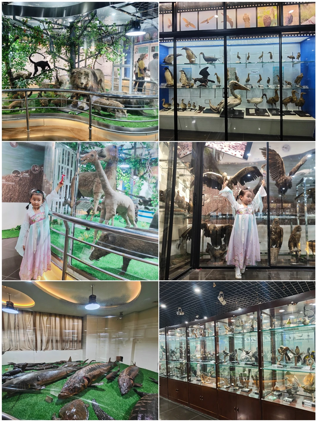 ⭐南师大珍稀动植物博馆今年免费开放月来啦