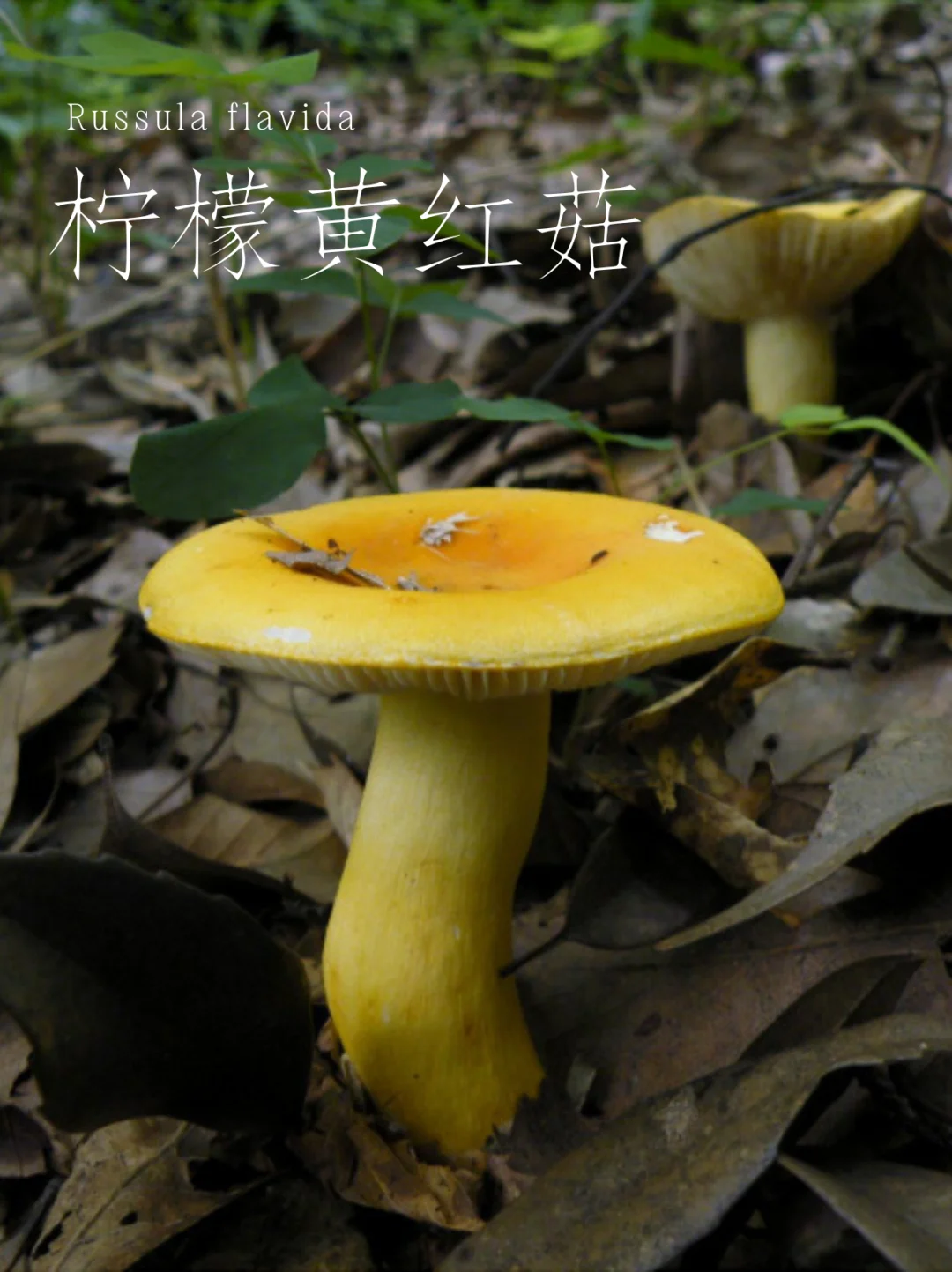 柠檬黄红菇，很好看但有毒
