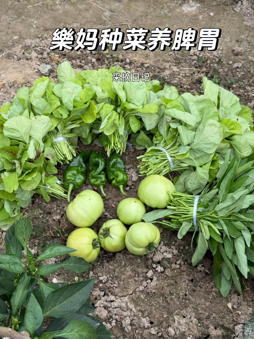 樂妈种菜养脾胃，一垄地收获满满！