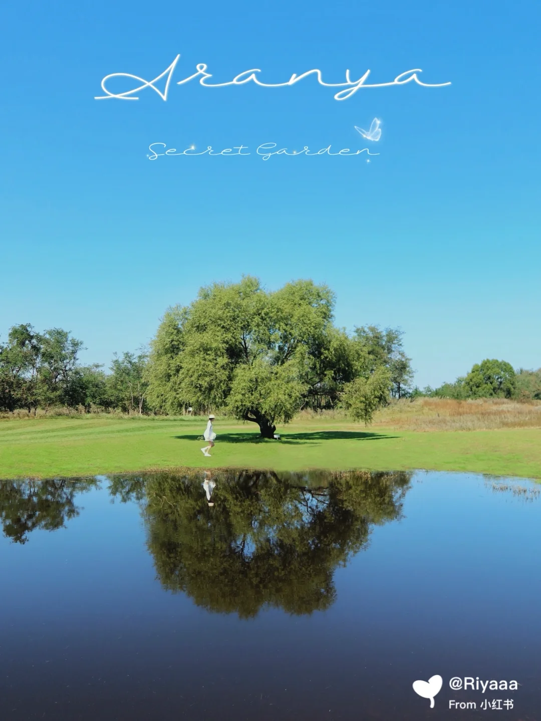 阿那亚旅游｜后花园里的白小鸭与黑天鹅🦢
