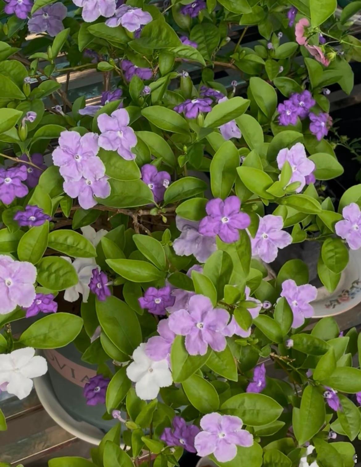 它叫鸳鸯茉莉。
但别被名字骗了。
真茉莉：木犀科，白花清甜，做花茶那种。
鸳鸯茉莉：茄科，和茄子、辣椒、番茄是亲戚。

叶子互生、花紫→白渐变、夜里香更浓——只是年轻时香得像茉莉，才借了“茉莉”两个字。

一朵花会换三个颜色：
初开深紫 → 第二天淡紫 → 快谢变白

不是有两色花，是同一朵花 ​