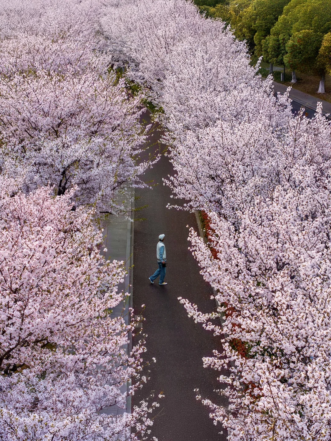 2026杭州樱花开了‼️推荐18个绝美赏花地