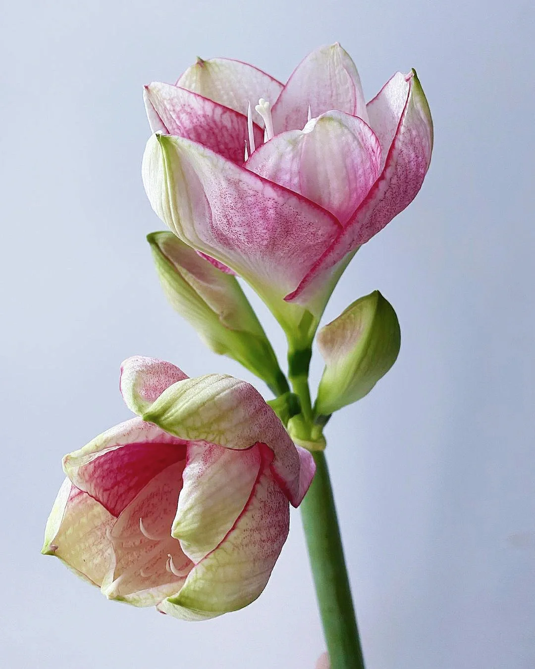 每天带你认识一种花材188｜邂逅朱顶红