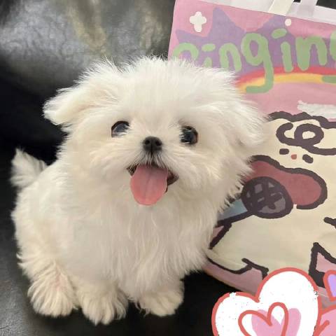蓝莓果汁猫