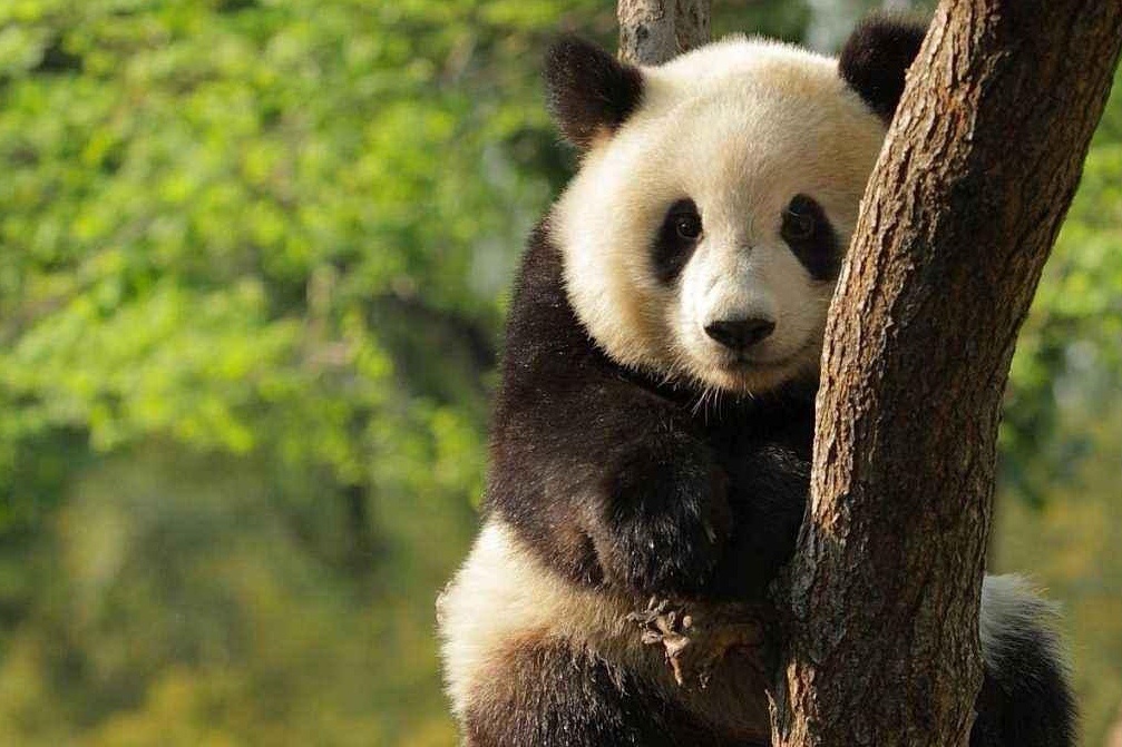 🐼🐼 🐼  熊猫是中国的骄傲，也是世界的瑰宝。作为地球上独特的物...