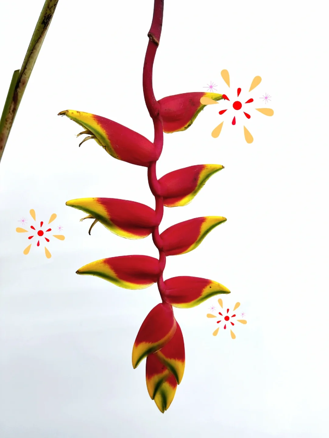 元宵节快乐🏮｜为你放一串鞭炮🧨