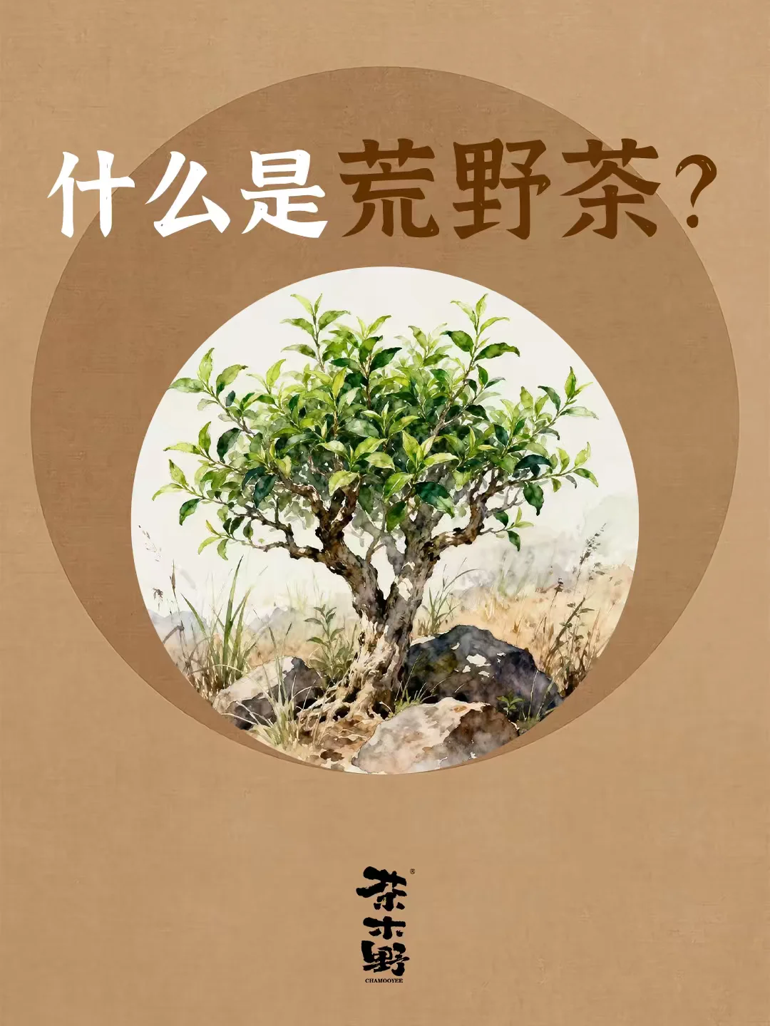 知识分享丨一分钟了解什么是荒野茶