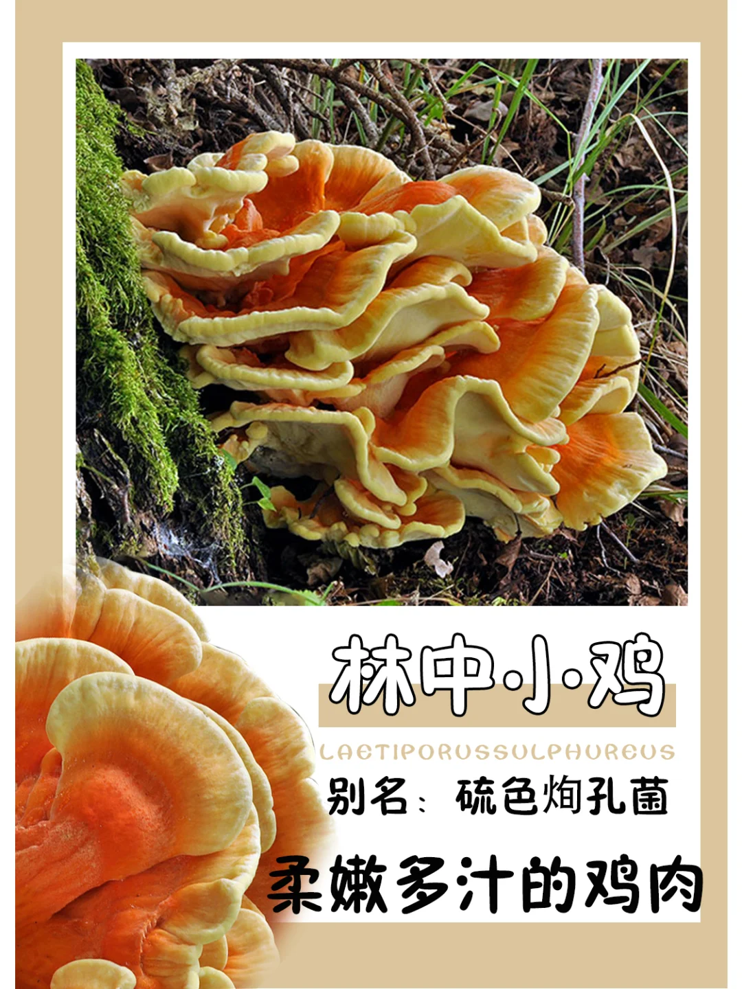 吃一口，柔嫩又多汁~