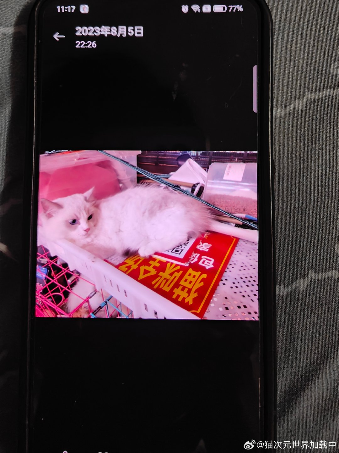 初遇到现在一直在我身边，好在抚养权都在我手里[奶牛猫] ​
