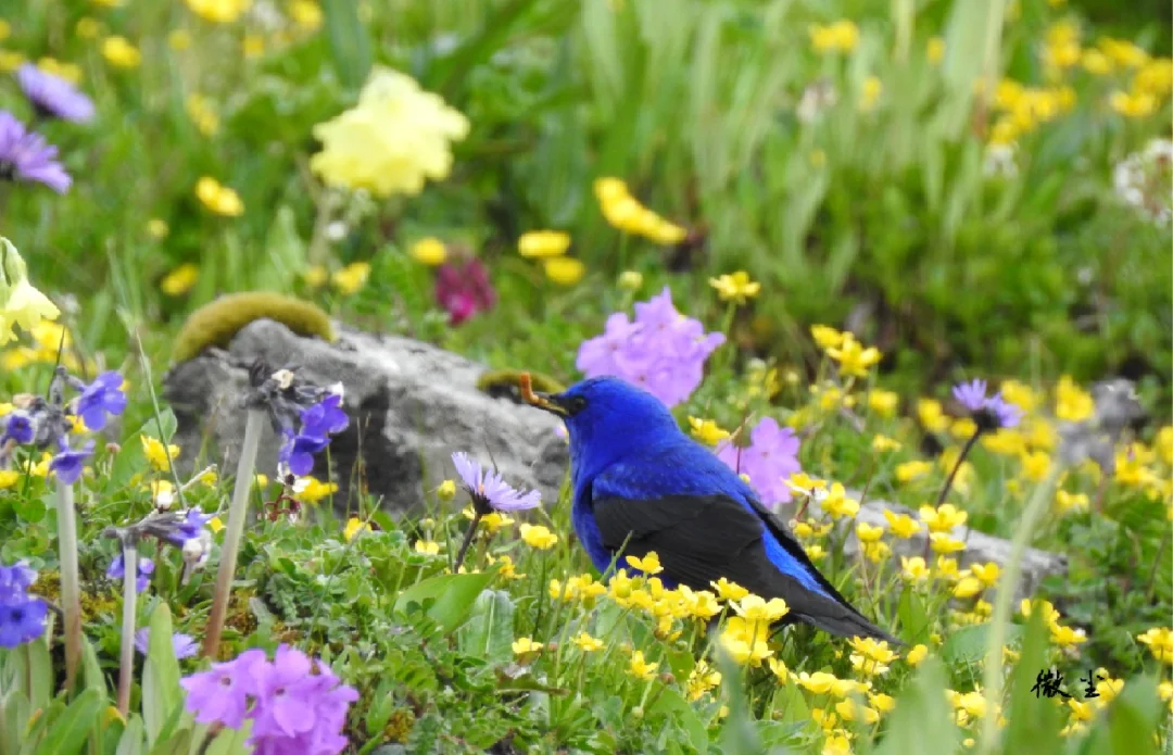 你知道这是什么🐦吗