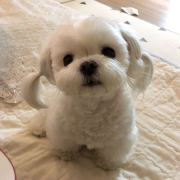 岗妹就是我