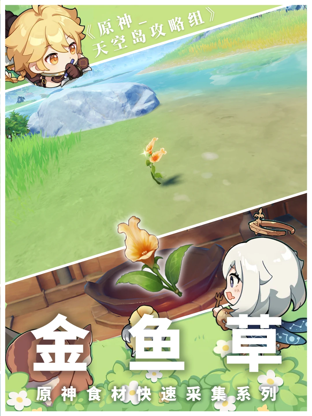 【原神】金鱼草快速采集攻略来啦！