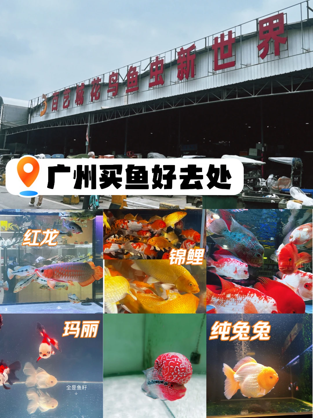 广州百艺城花鸟鱼虫新世界买鱼攻略✨