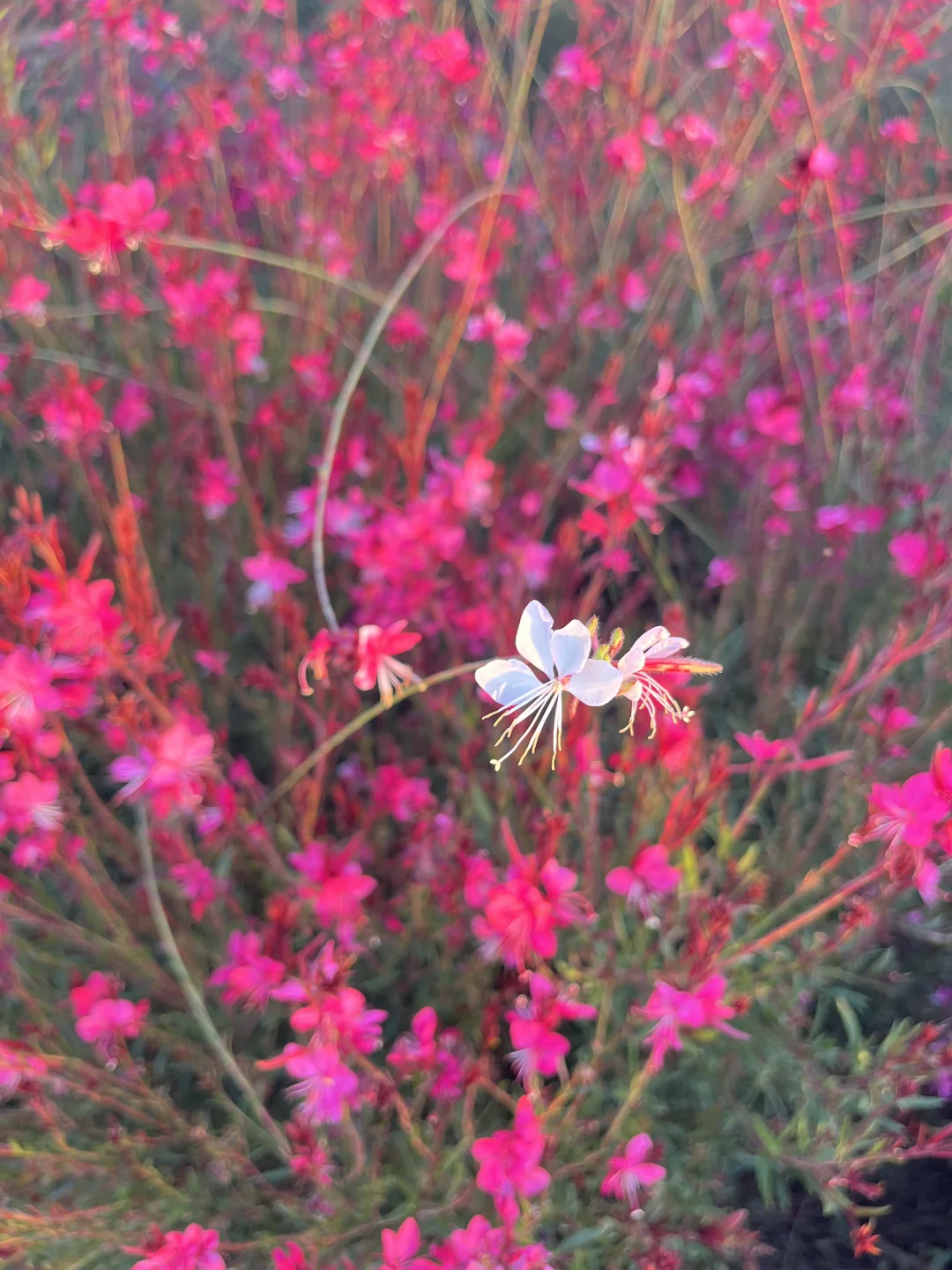 这是什么花？好美，有人知道名字吗