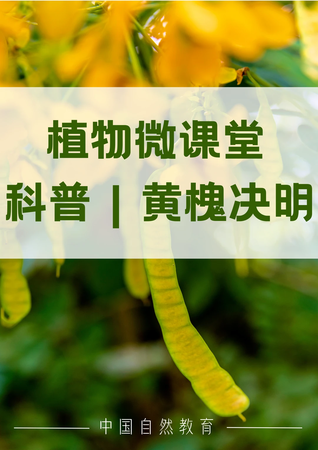 科普知识｜黄槐决明