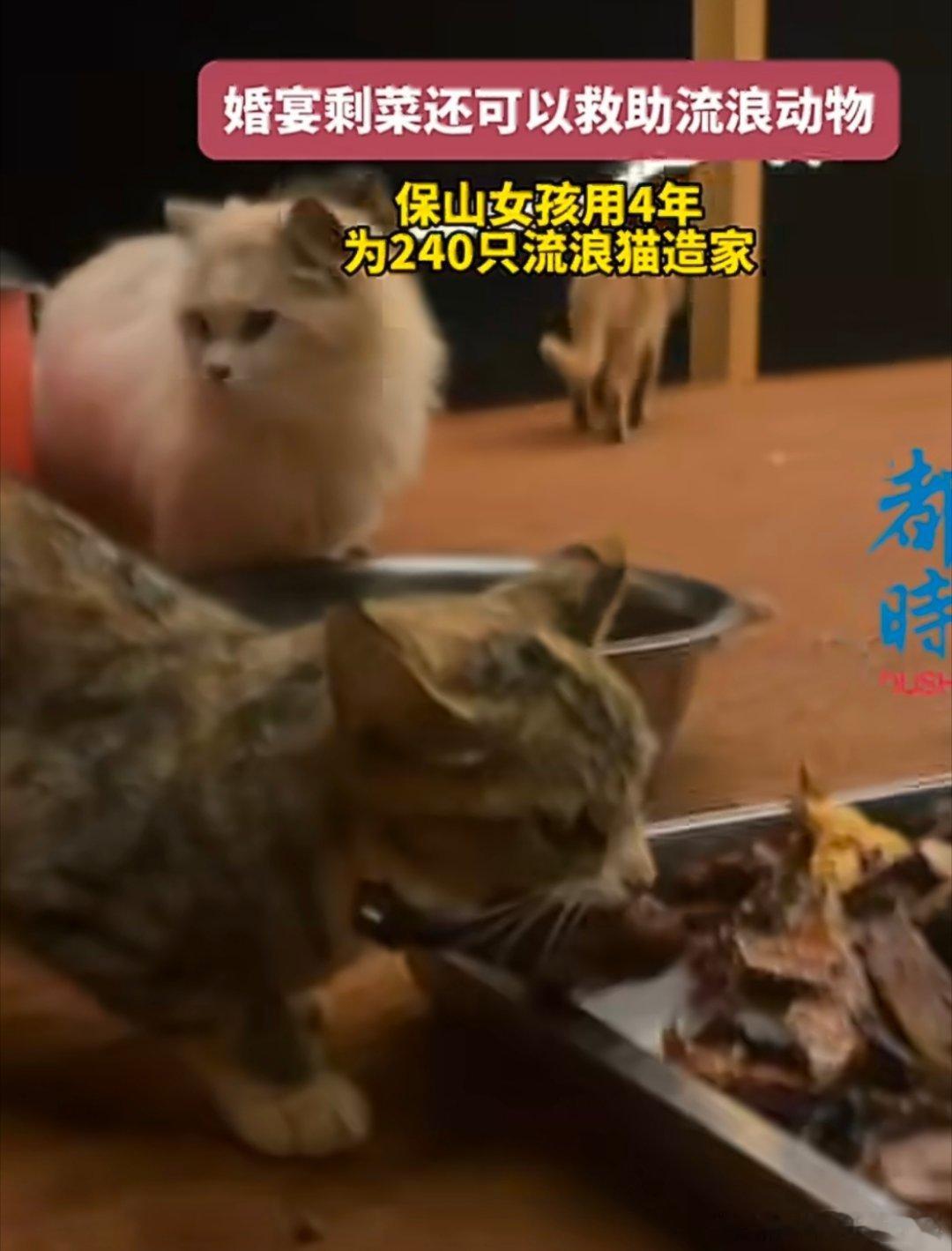 #保山女孩救助流浪动物走红# 从偶然捡到几只小猫，慢慢坚持整整四年，一点点给两百多只流浪猫安下安稳小窝，这份长久的温柔真的太戳人啦 #保山女孩 4 年给为 240 只流浪猫造家# ​
