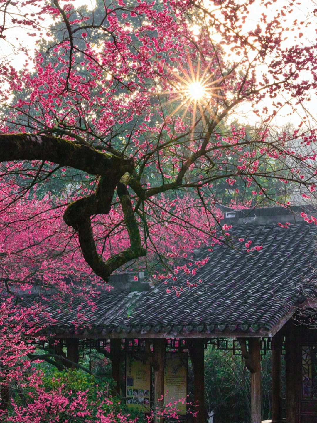 早晨7点，去灵峰探了个梅！