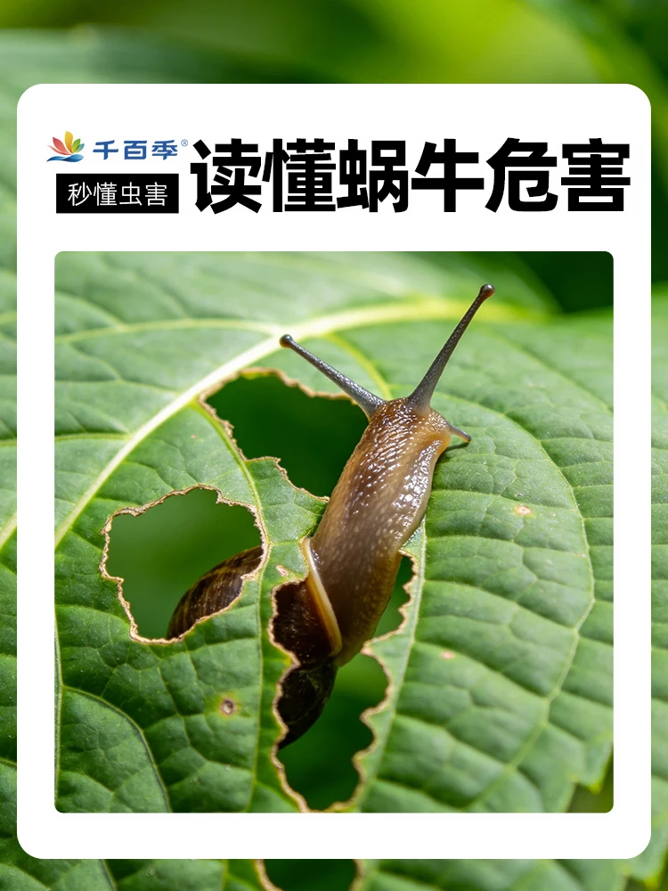 雨季蜗牛泛滥｜高清虫害图鉴🌿