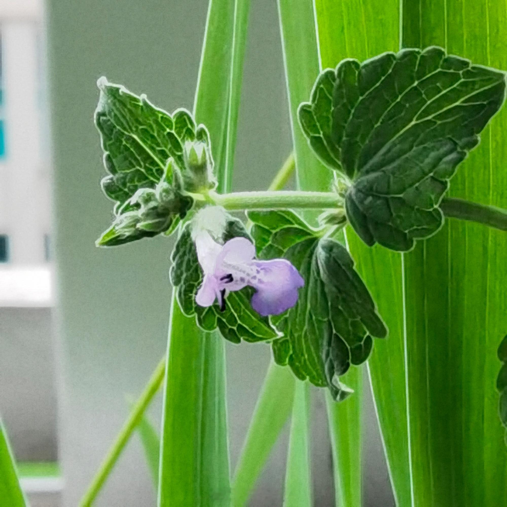 窗台花盆里的猫薄荷、黄花酢浆草虽不起眼但都很可爱。大院小花园里的地涌金...