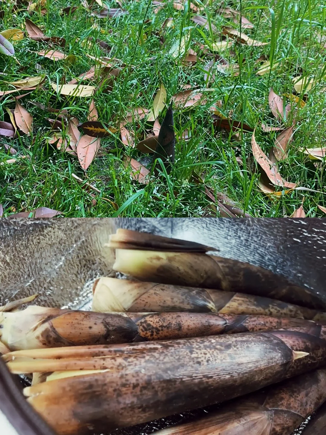 ☀️｜大自然的馈赠- 野生春笋焖饭