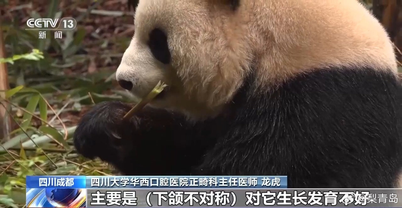 【#全球首例大熊猫正畸成功#，#大熊猫也能箍牙正畸了#】近日，四川大学华西口腔医院公布了一份特殊病例，患者是圈养大熊猫“北侠”。他们和成都大熊猫繁育研究基地联合攻关，运用人类正畸的“生长改良”理念，完成了全球首例大熊猫下颌不对称功能矫形治疗。

4岁的大熊猫“北侠”，它在2022年出生后不 ​