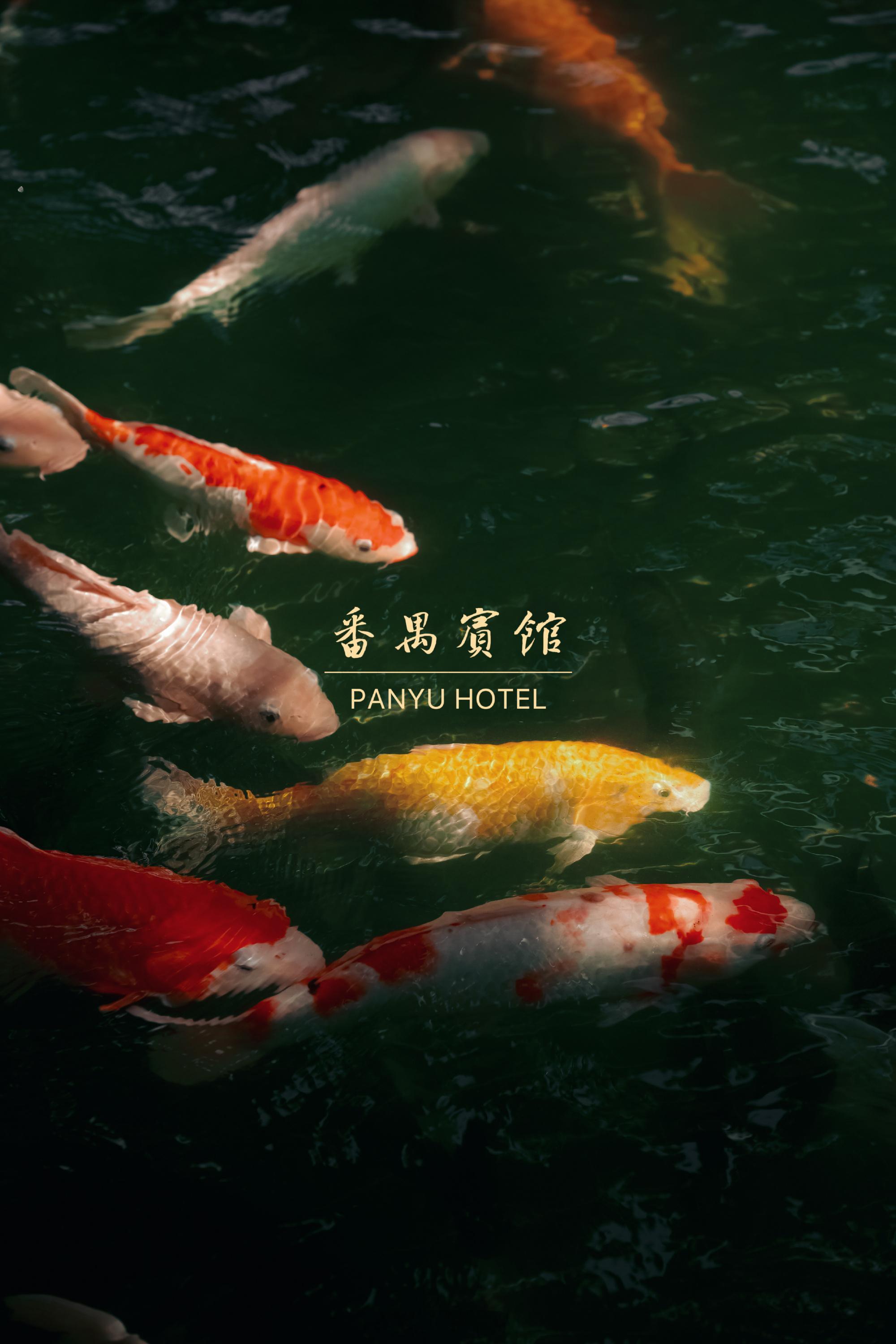 谁还记得？番禺宾馆2万一条锦鲤集体出逃！  ▪️｜酒店介绍▪️｜番禺宾...