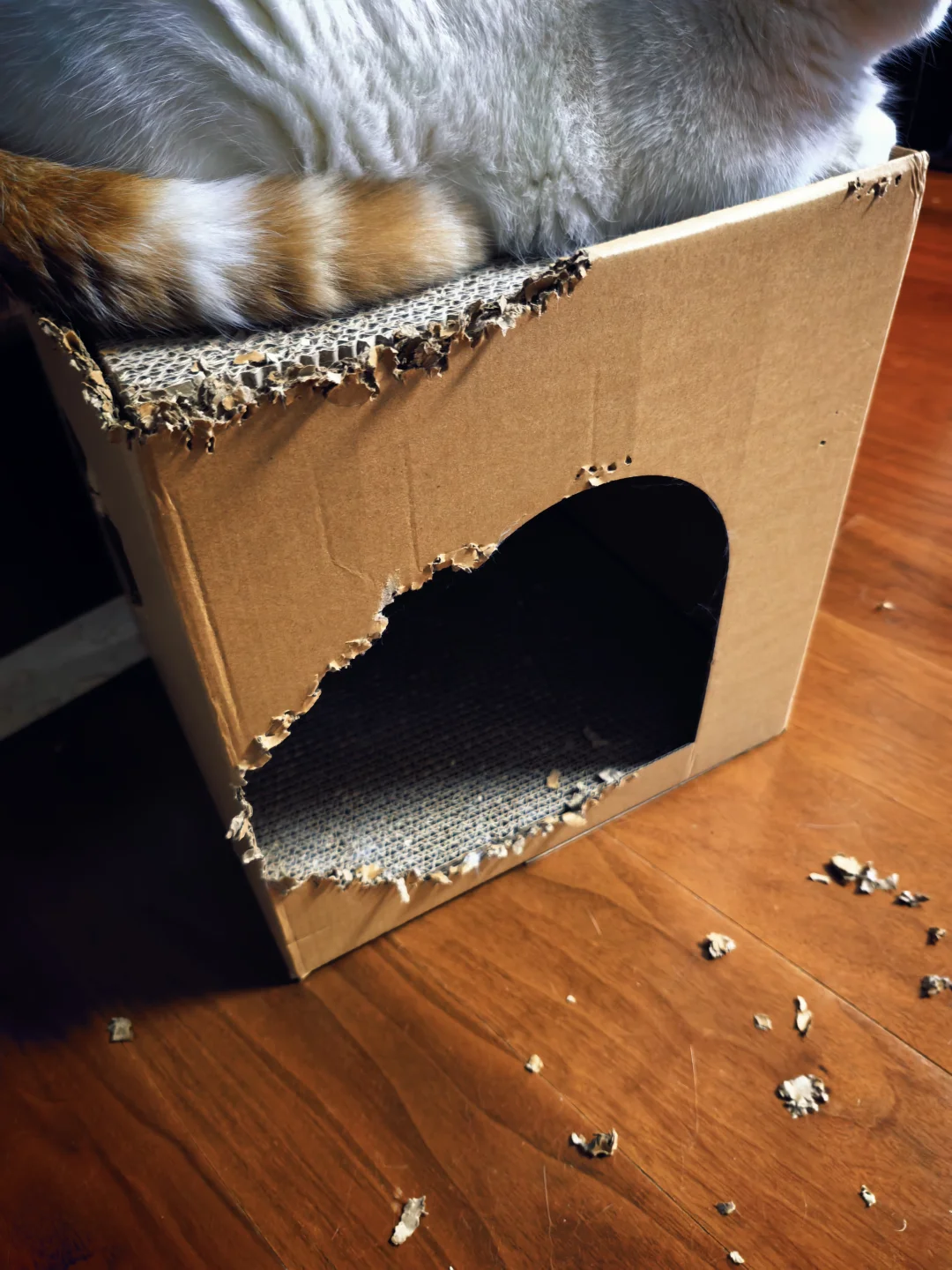 这是猫抓板不是猫啃板！猜猜谁才是罪魁祸首
