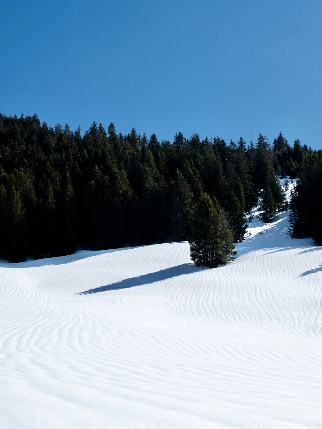 “𝓦𝓲𝓷𝓽𝓮𝓻 𝓕𝓸𝓻𝓮𝓼𝓽”