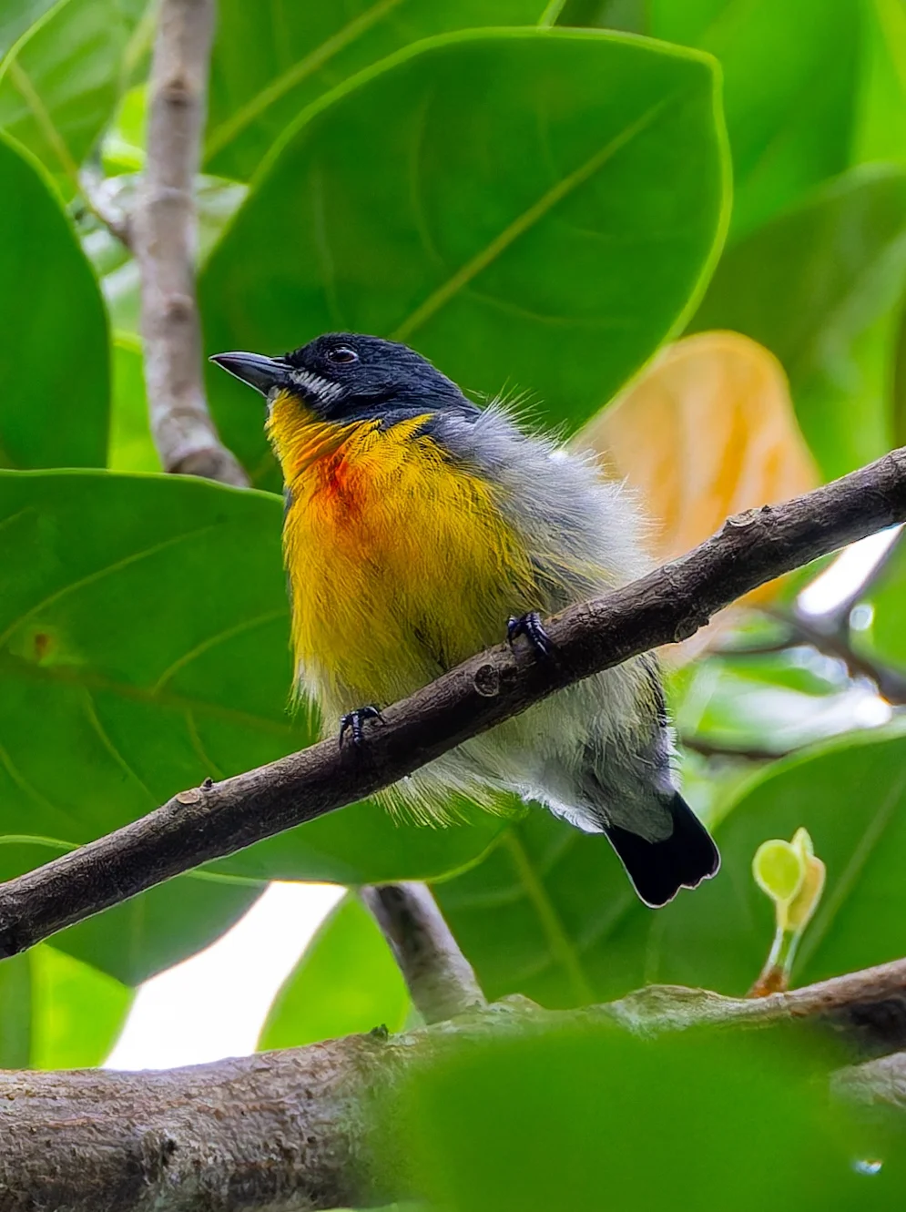 我就想捏捏这个毛球小鸟